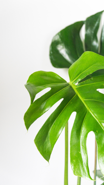 Have you got a green thumb